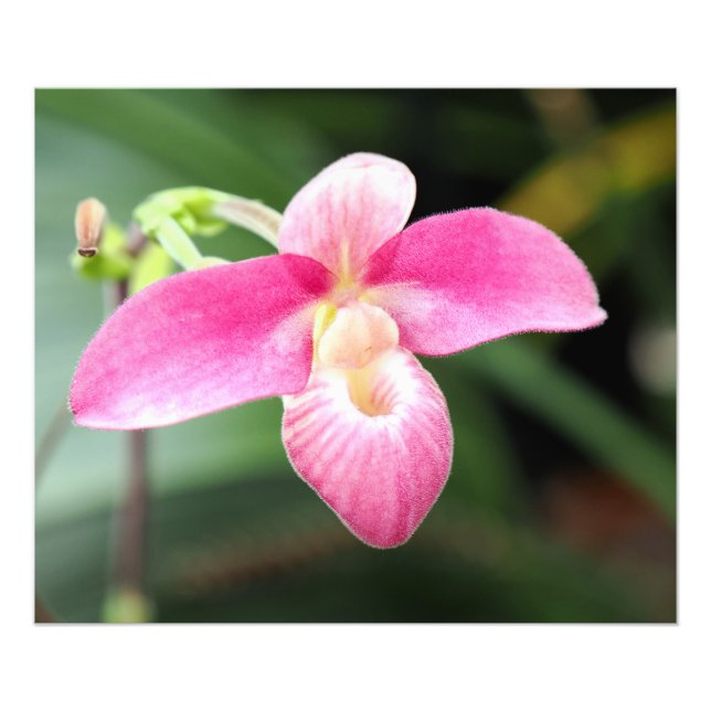 Foto Orquídea Rosa (Frente)