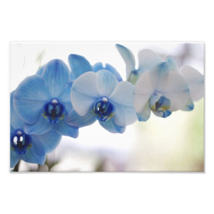 Foto Orquídeas azules