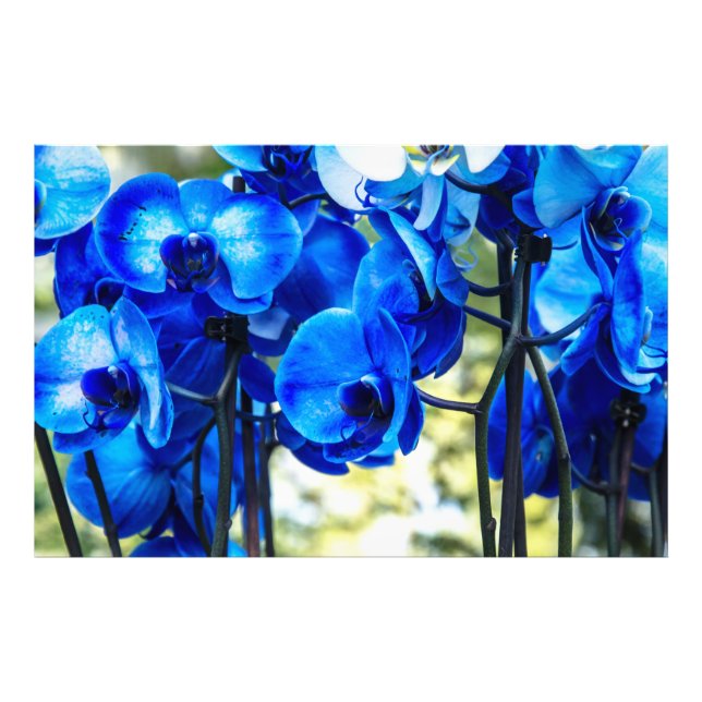 Foto Orquídeas azules (Frente)