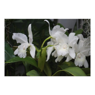 Foto Orquídeas blancas de 36"x24"