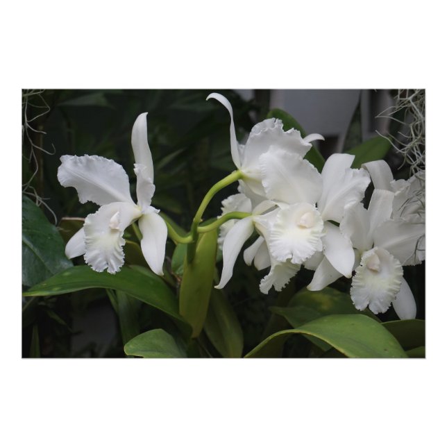 Foto Orquídeas blancas de 36"x24" (Frente)
