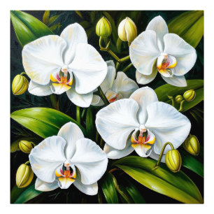 Foto orquídeas blancas hermosas