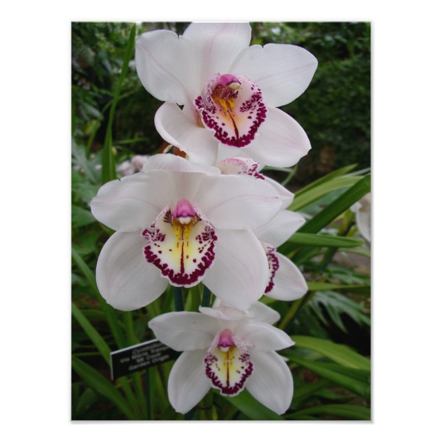Foto Orquídeas Blancas Hermosas Flores Tropicales (Frente)