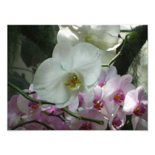 Pósters Orquídea Violeta 