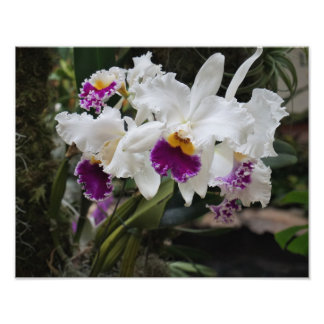 Foto Orquídeas de 14"x11"