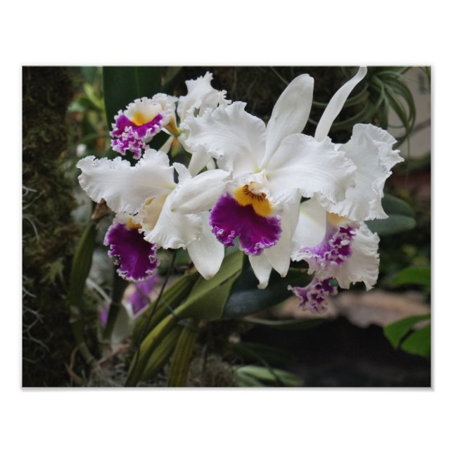 Foto Orquídeas de 14"x11" (Frente)