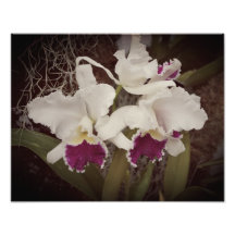 Orquídeas de 14"x11"