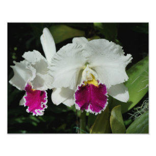 Foto Orquídeas de 14 "x11"