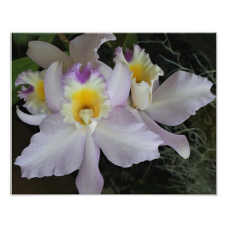 Foto Orquídeas de 14 "x11"