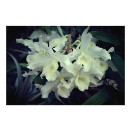 Foto Orquídeas de 36"x24"