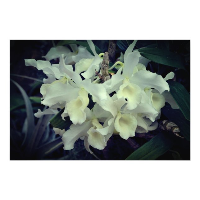 Foto Orquídeas de 36"x24" (Frente)