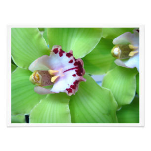 Foto Orquídeas de cimbidio verde