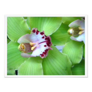 Foto Orquídeas de cimbidio verde