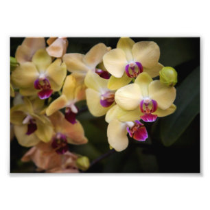 Foto Orquídeas de rosa y amarillo
