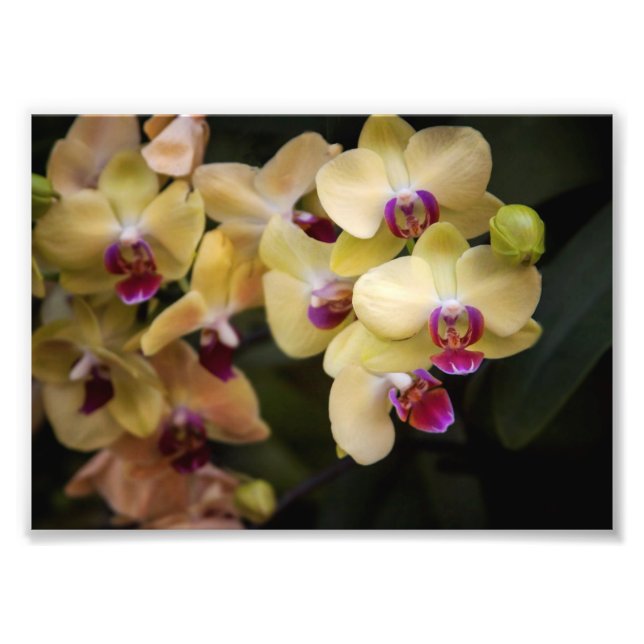 Foto Orquídeas de rosa y amarillo (Frente)