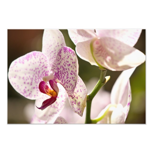 Foto orquídeas de Shirley Taylor (Frente)