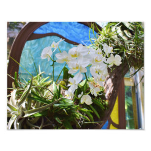 Foto Orquídeas de verano