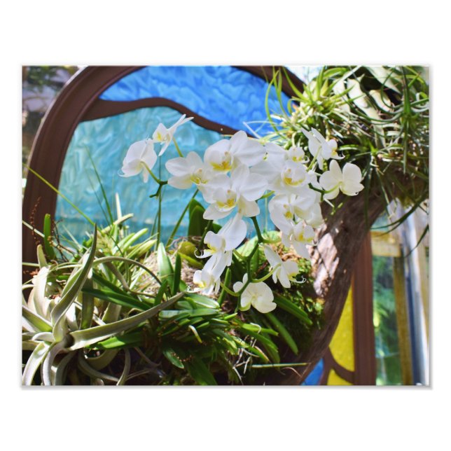 Foto Orquídeas de verano (Frente)