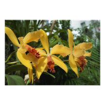 Orquídeas doradas de 19"x13"