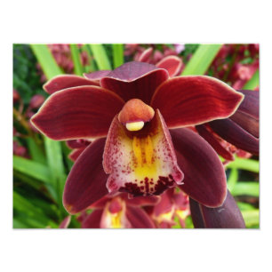 Foto Orquídeas Maroon I Hermosa Floral Roja