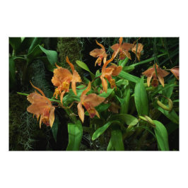 Foto Orquídeas naranjas de 36"x24"