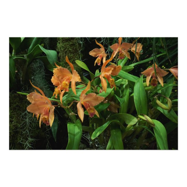 Foto Orquídeas naranjas de 36"x24" (Frente)