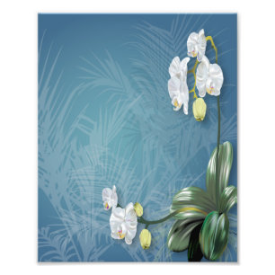 Foto Orquídeas y helechos