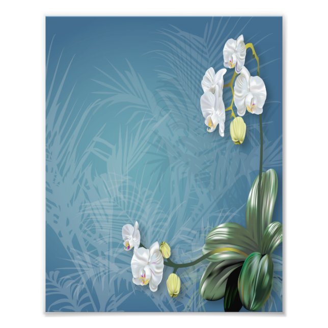 Foto Orquídeas y helechos (Frente)