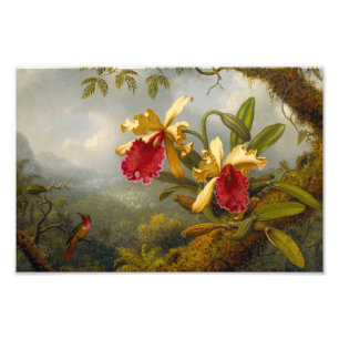 Foto Orquids y Hummingbird Heade