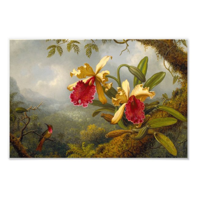 Foto Orquids y Hummingbird Heade (Frente)