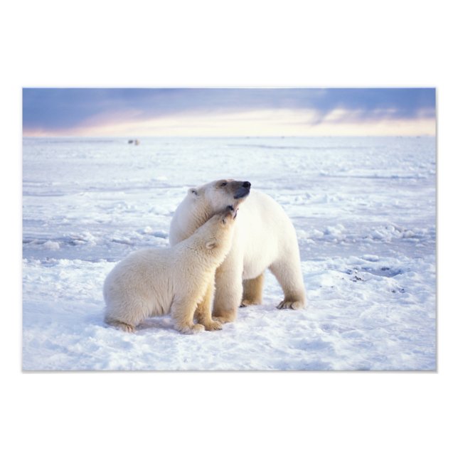 Foto Osa de oso polar con cría, manada (Frente)