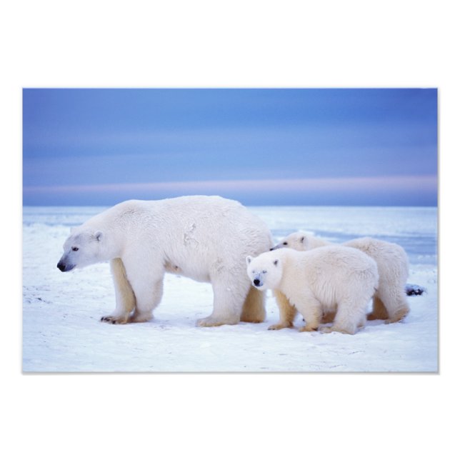 Foto Osa de oso polar con crías (Frente)
