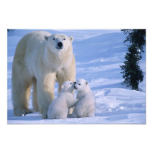 Foto Osa polar hembra de pie con 2 cachorros