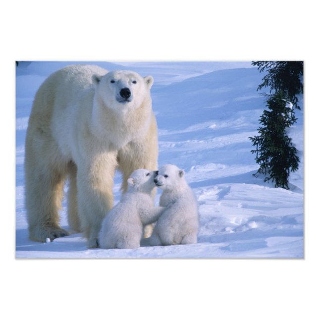 Foto Osa polar hembra de pie con 2 cachorros (Frente)