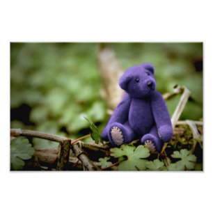 Foto Oso azul