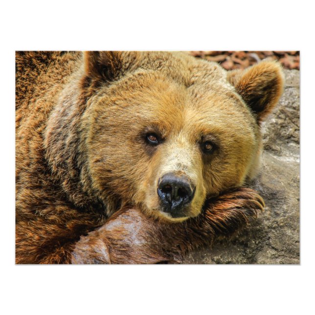 Foto Oso clásico (Frente)