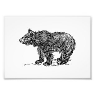 Foto Oso Cub lindo