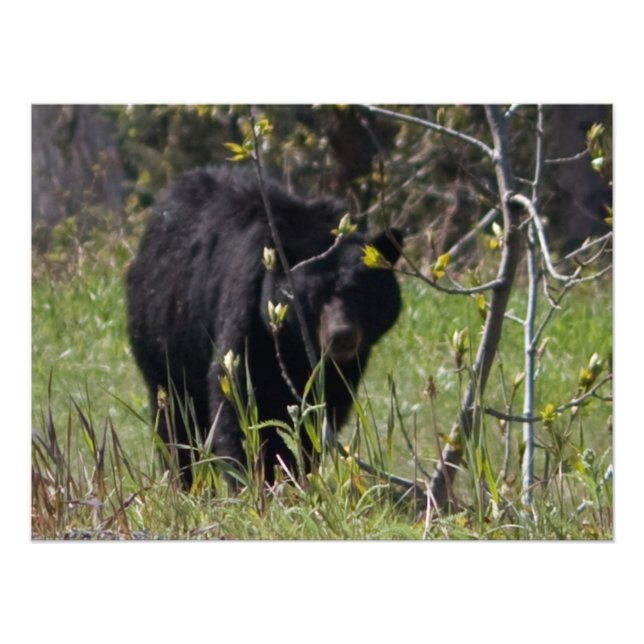 Foto Oso de búsqueda (Frente)