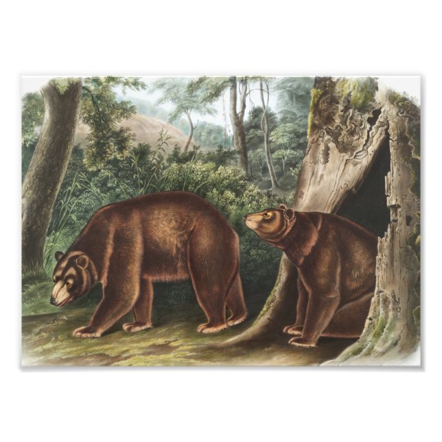 Foto Oso de Cinnamon (Ursus Americanus var. Cinnamonum) (Frente)
