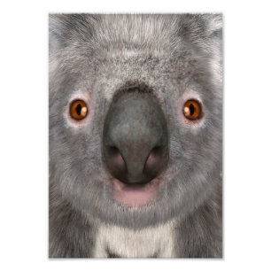 Foto Oso Koala