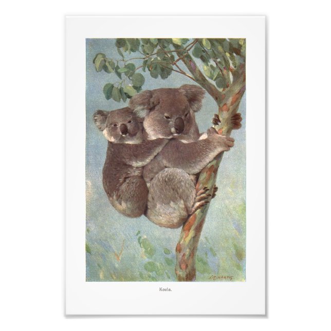 Foto Oso Koala en ilustracion de árbol (Frente)