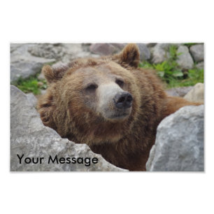 Foto Oso Kodiak
