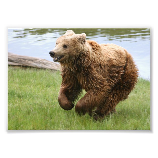 Foto Oso marrón en funcionamiento (Frente)