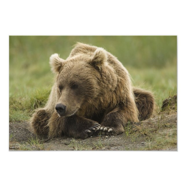 Foto Oso marrón o oso pardo costero, Ursus (Frente)