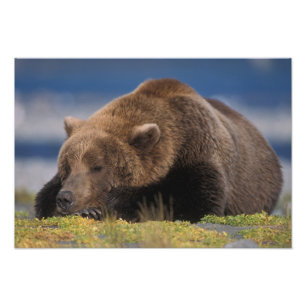 Foto Oso marrón, oso pardo, tomando una siesta, Katmai