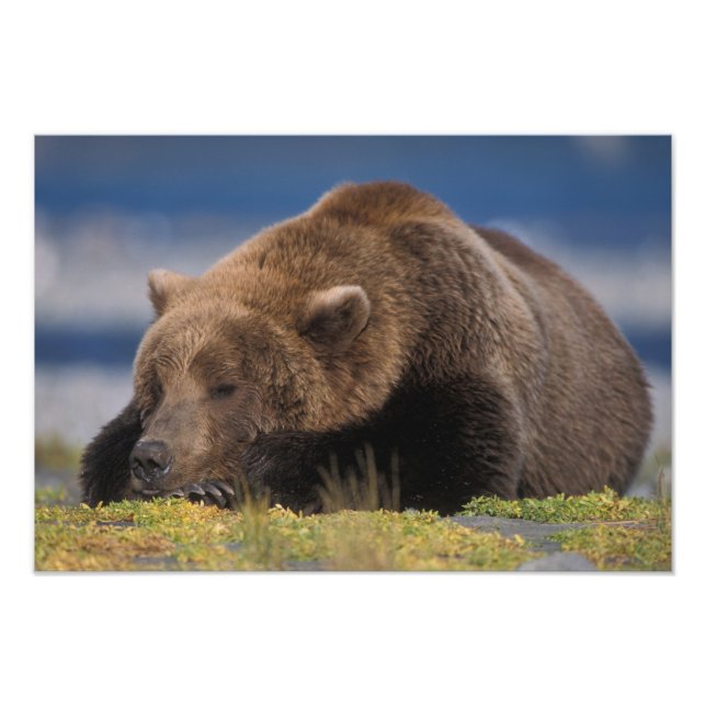 Foto Oso marrón, oso pardo, tomando una siesta, Katmai (Frente)