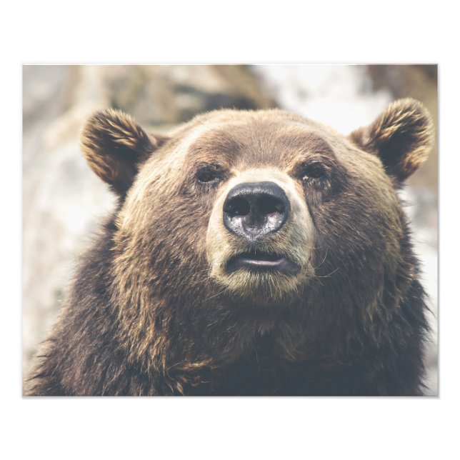 Foto Oso marrón pardo pardo (Frente)