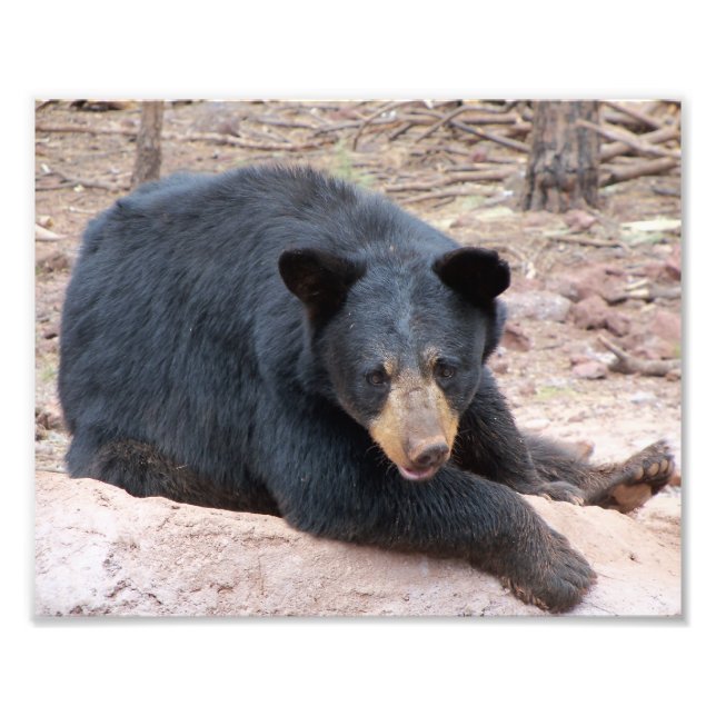 Foto Oso negro (Frente)