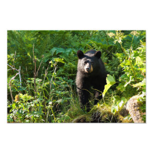 Foto Oso negro curioso