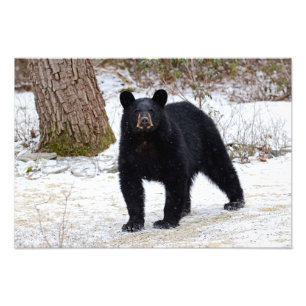 Foto Oso negro de Pennsylvania en invierno